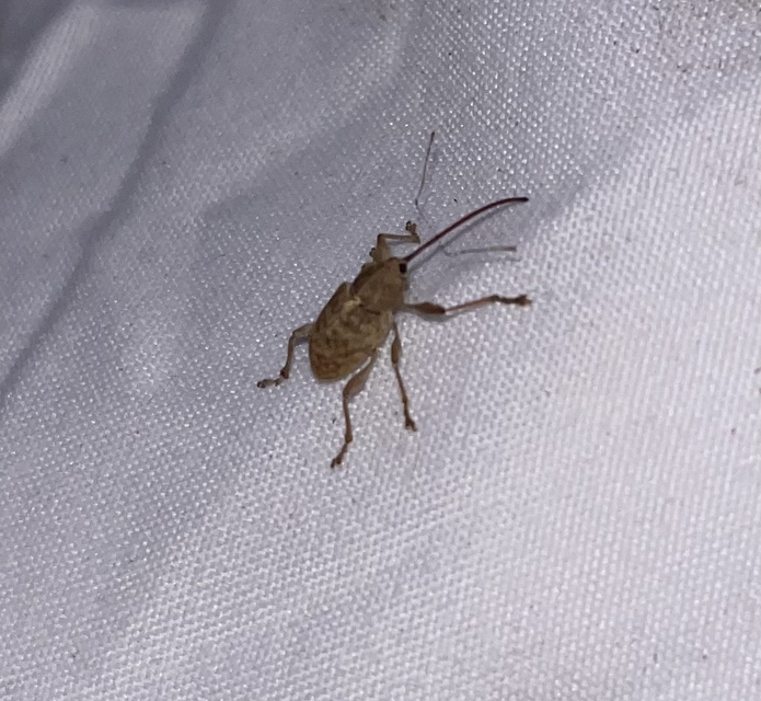 Curculio elephas - gesztenyezsuzsóka
