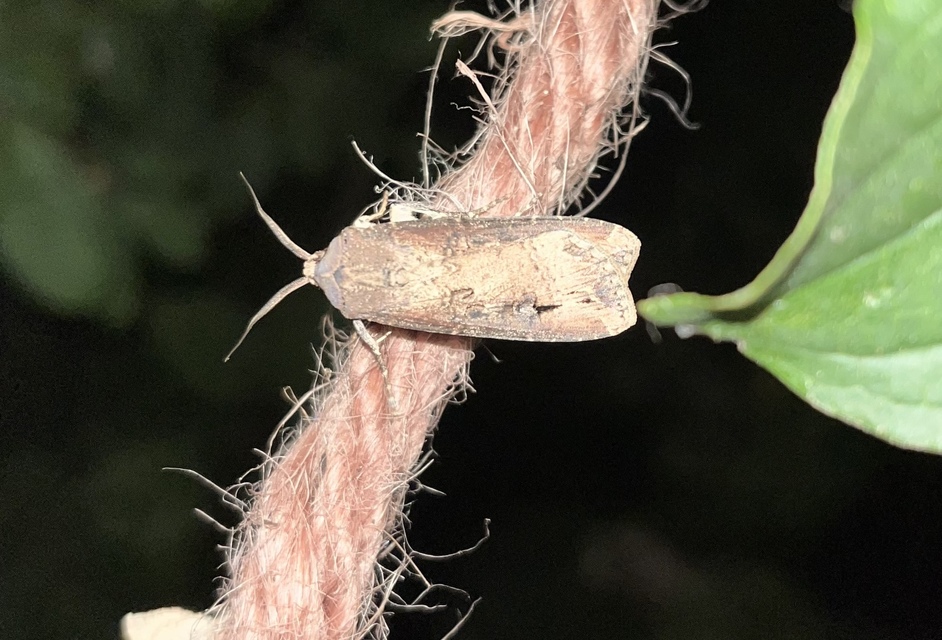 Agrotis ipsilon - nagy földibagoly