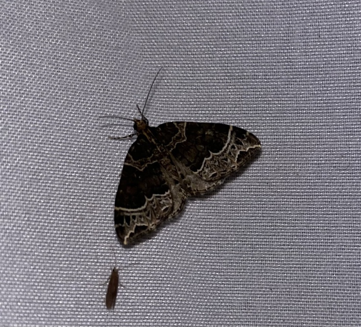 Ecliptopera silaceata - barna tarkaaraszoló