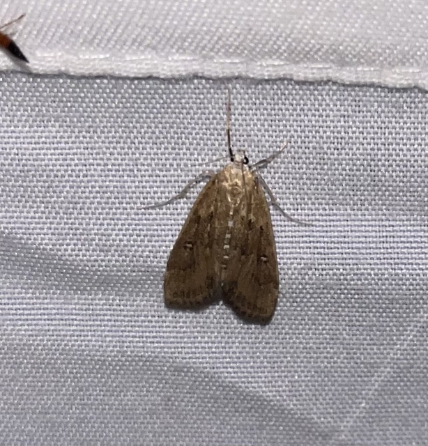 Parapoynx stratiotata - közönséges vízimoly