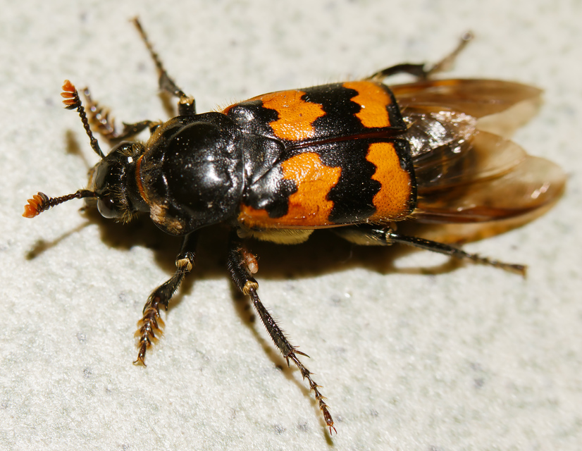 Nicrophorus vespillo - közönséges temetőbogár