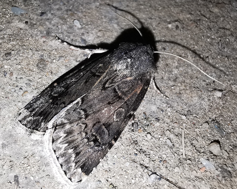 Agrotis bigramma - kétjegyű földibagoly