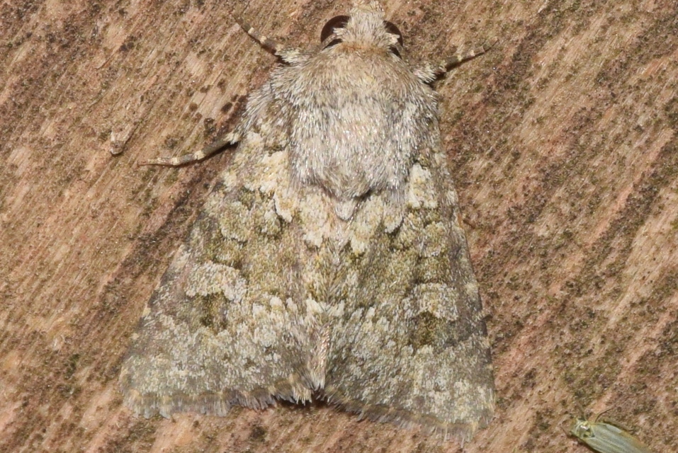 Hecatera dysodea - parajbagoly