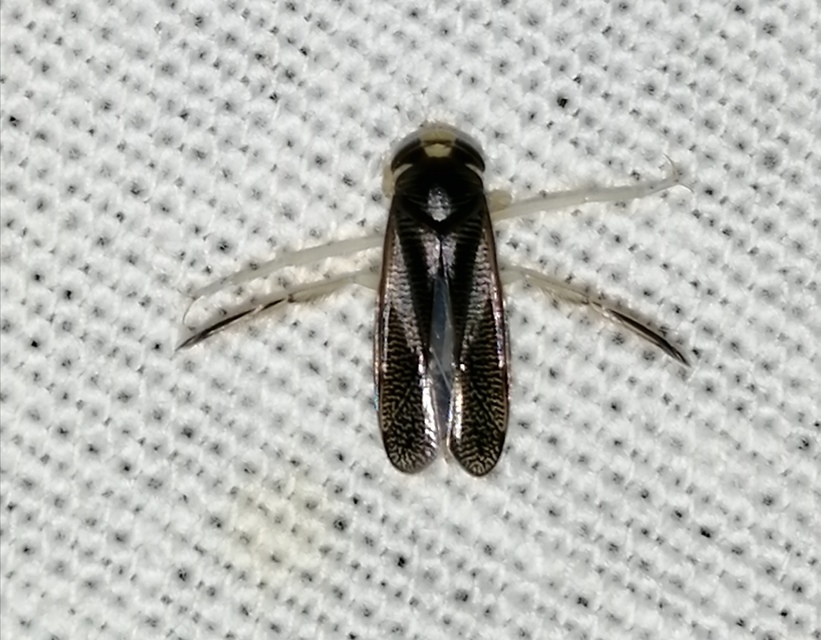 Corixidae - búvárpoloskák Corixidae - búvárpoloskák