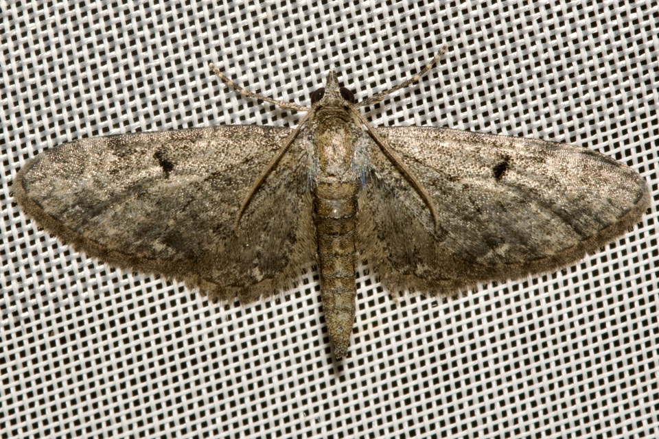 Eupithecia virgaureata - aranyvessző-törpearaszoló