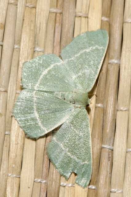 Chlorissa viridata - üdezöld araszoló