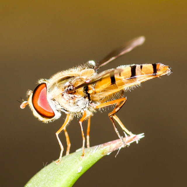 Episyrphus balteatus - ékfoltos zengőlégy