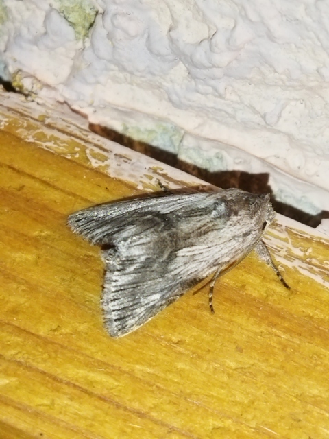 Calophasia platyptera - szürke apróbagoly