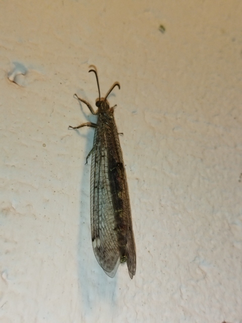 Distoleon tetragrammicus - négyfoltos hangyaleső
