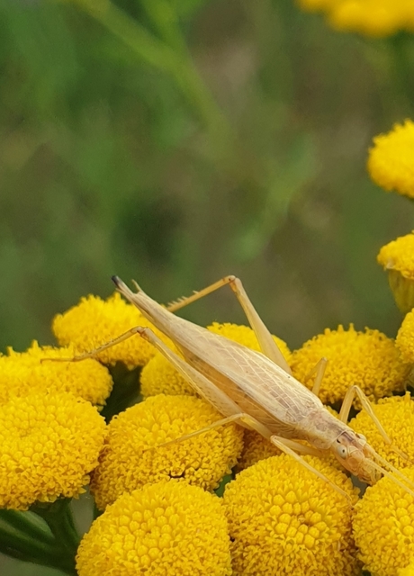 Oecanthus pellucens - pirregőtücsök