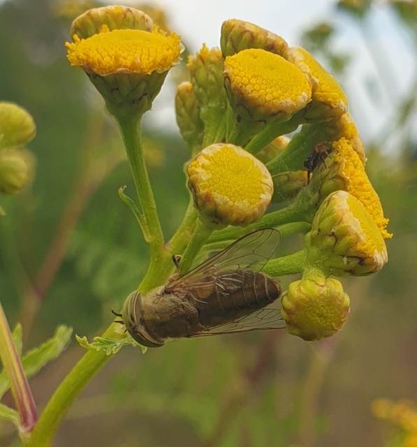Atylotus