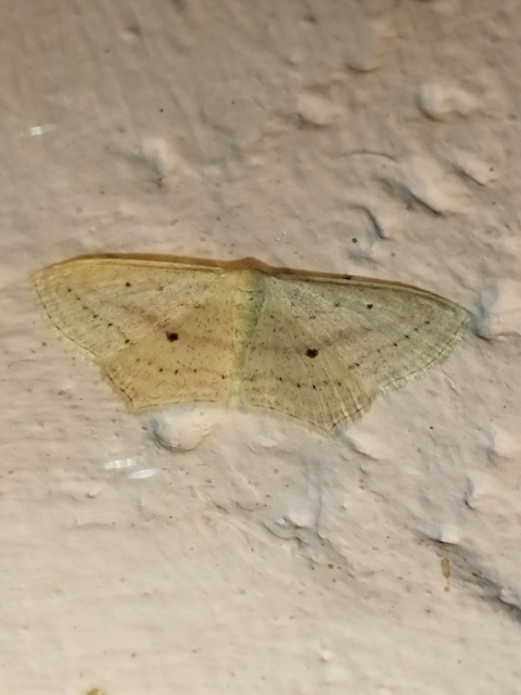 Scopula flaccidaria - alföldi sávosaraszoló