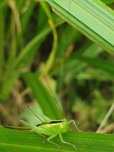 Conocephalus fuscus - kis kúpfejűszöcske