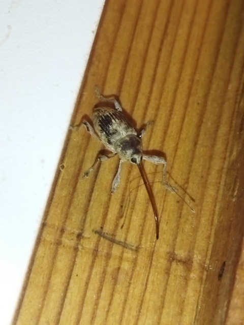 Curculio elephas - gesztenyezsuzsóka
