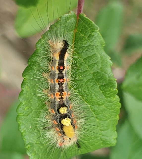Orgyia antiqua - rozsdabarna kisszövő