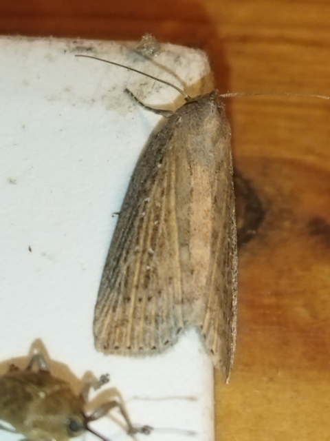 Chilodes maritima - négyfoltos nádibagoly