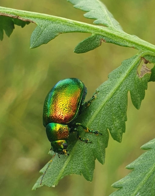 Chrysolina graminis - zöld varádicslevelész