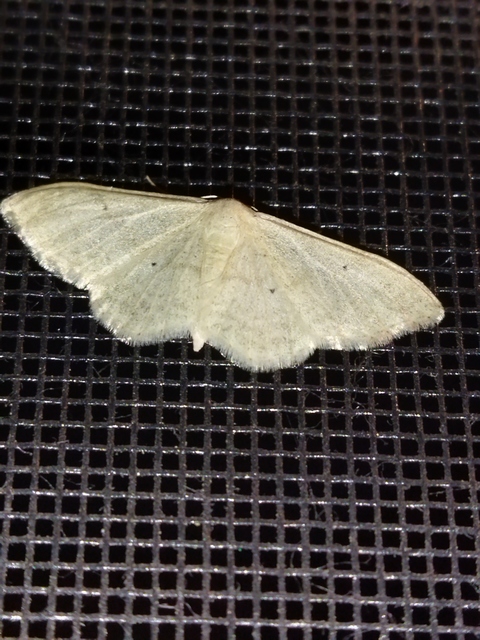 Idaea straminata - szalmasárga sávosaraszoló