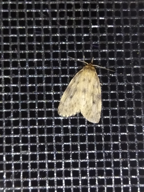 Thumata senex - mocsári medvelepke