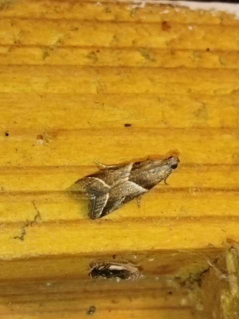Nyctegretis lineana - agátszínű karcsúmoly