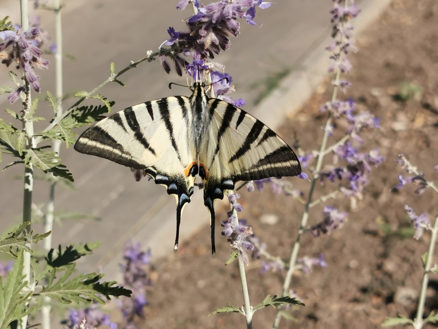 Iphiclides podalirius - kardoslepke