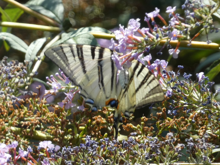 Iphiclides podalirius - kardoslepke