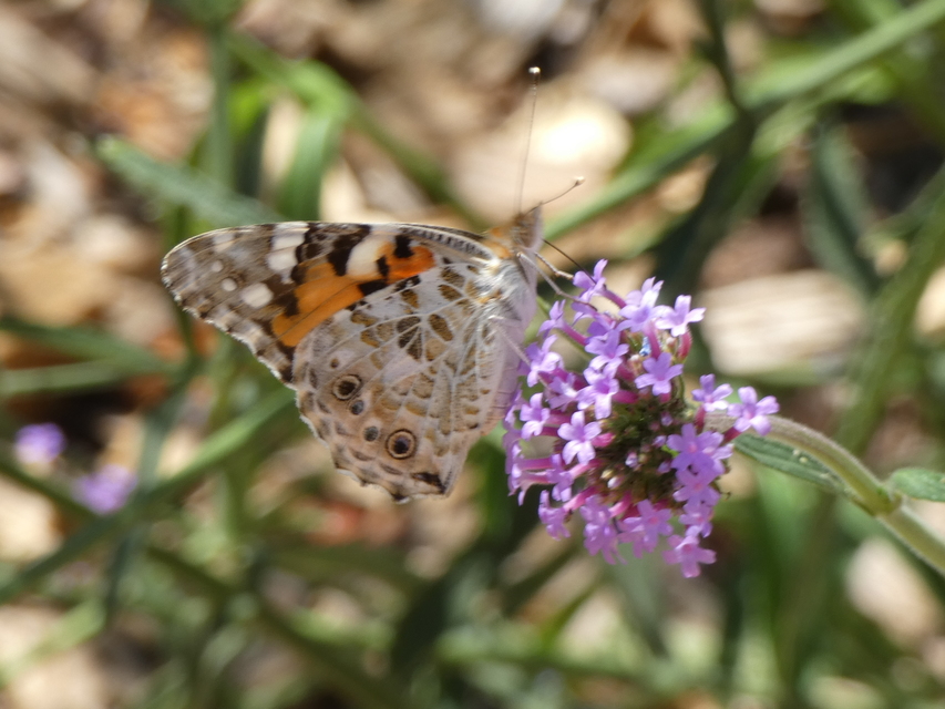 Vanessa cardui - bogáncslepke