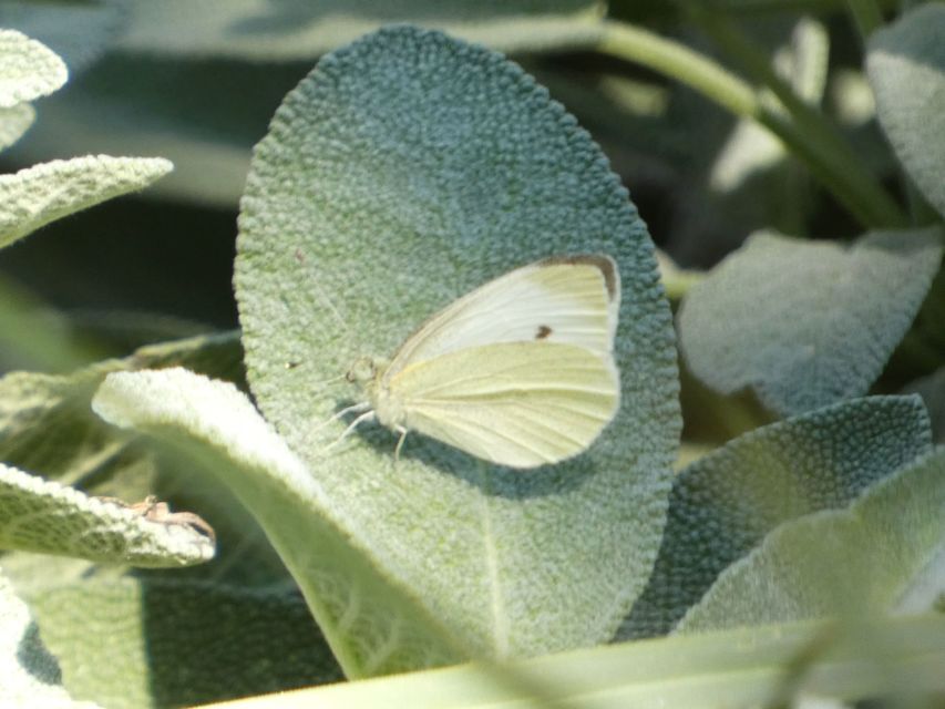 Pieris rapae - répalepke