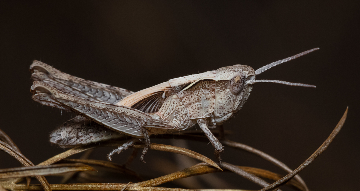 Chorthippus (Glyptobothrus) (subgenus)