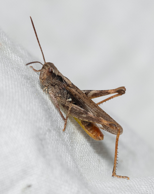 Chorthippus biguttulus - zengő tarlósáska