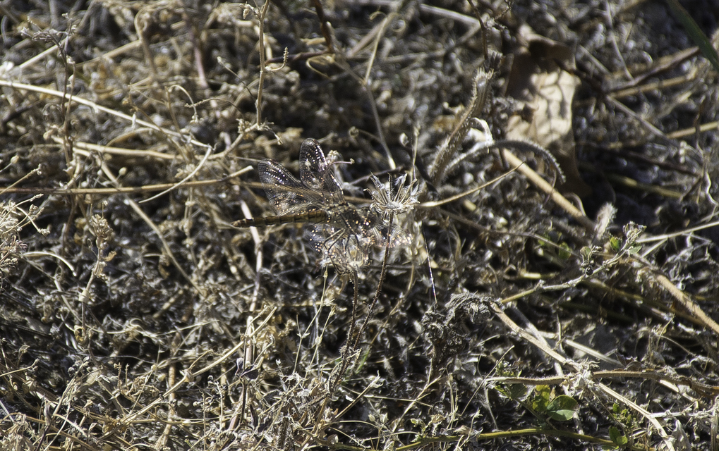 Sympetrum striolatum/vulgatum/meridionale