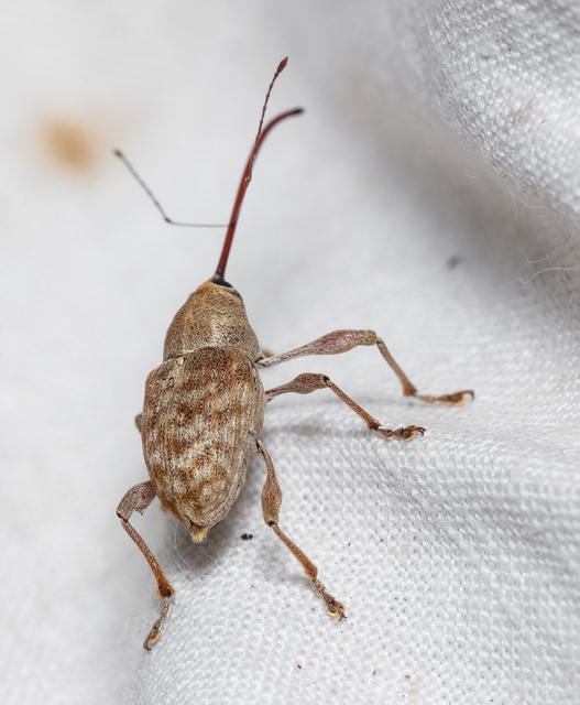 Curculio elephas - gesztenyezsuzsóka