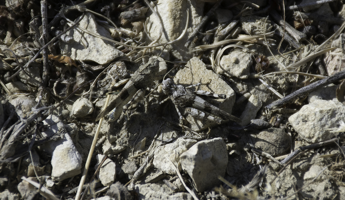 Oedipoda caerulescens - kékszárnyú sáska
