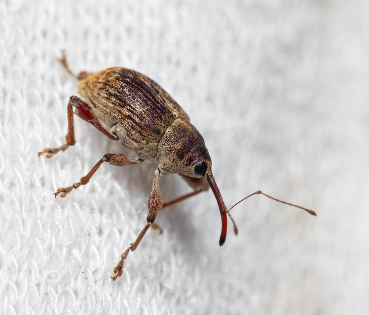 Curculio elephas - gesztenyezsuzsóka