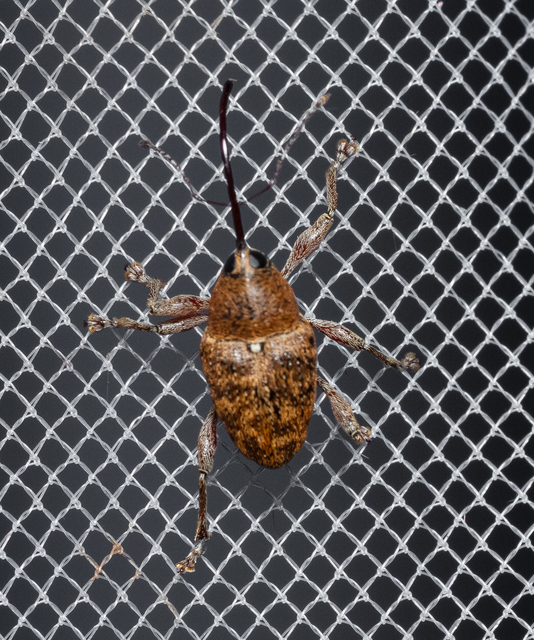 Curculio glandium - tölgymakkzsuzsóka