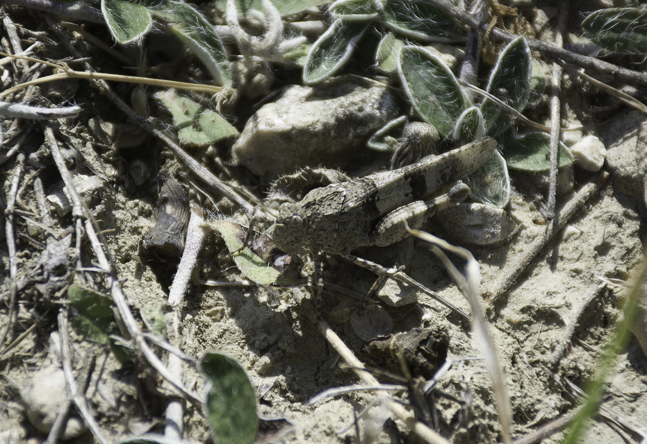 Oedipoda caerulescens - kékszárnyú sáska