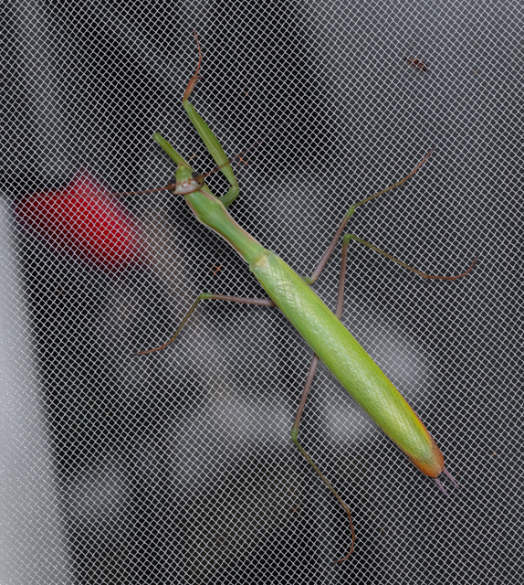 Mantis religiosa - imádkozósáska