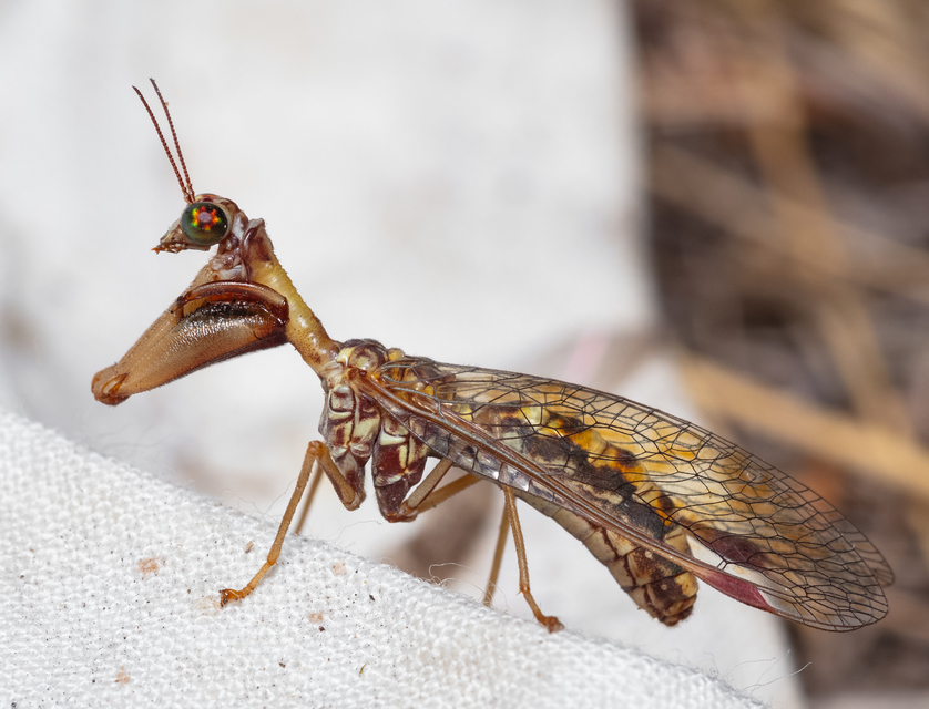 Mantispa styriaca - kétszínű fogólábú-fátyolka