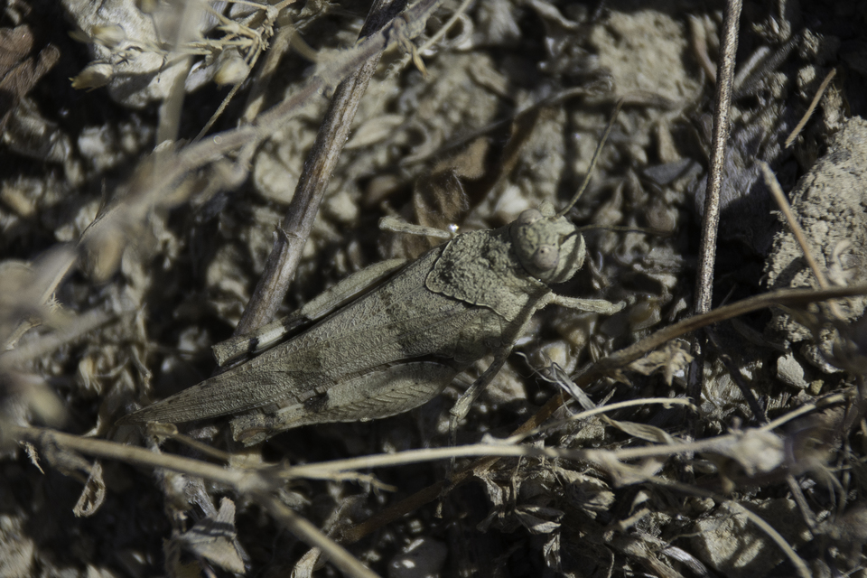 Oedipoda caerulescens - kékszárnyú sáska