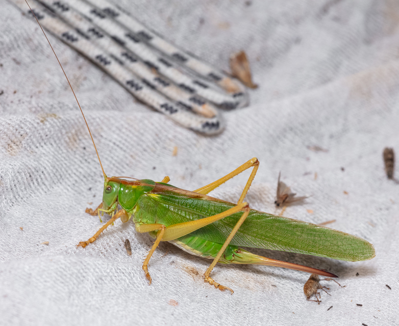 Tettigonia viridissima - zöld lombszöcske
