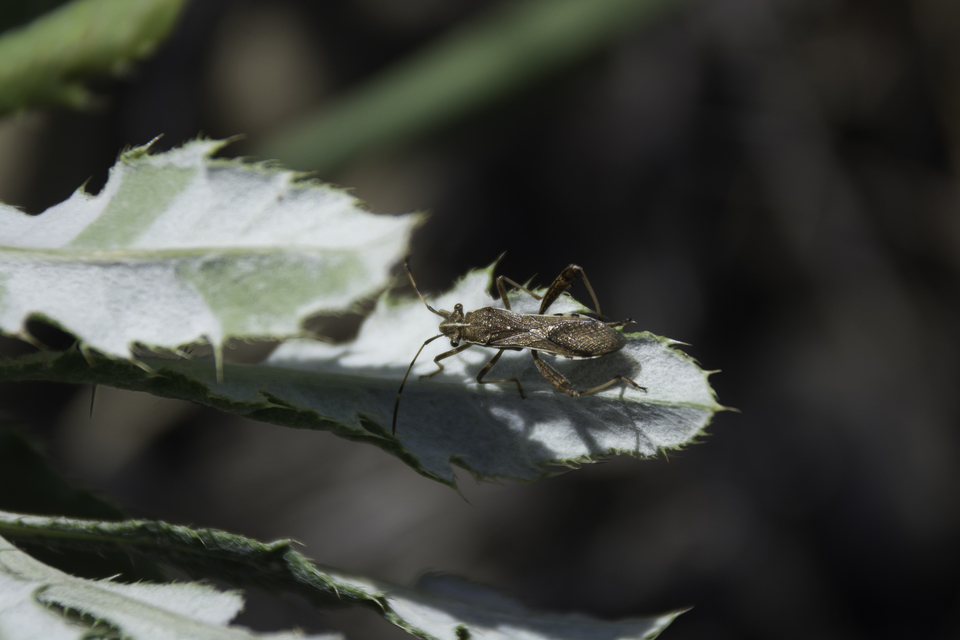 Camptopus lateralis - görbelábú karimáspoloska