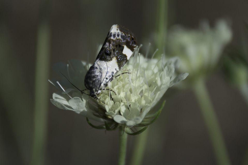 Acontia lucida - fehér nappalibagoly