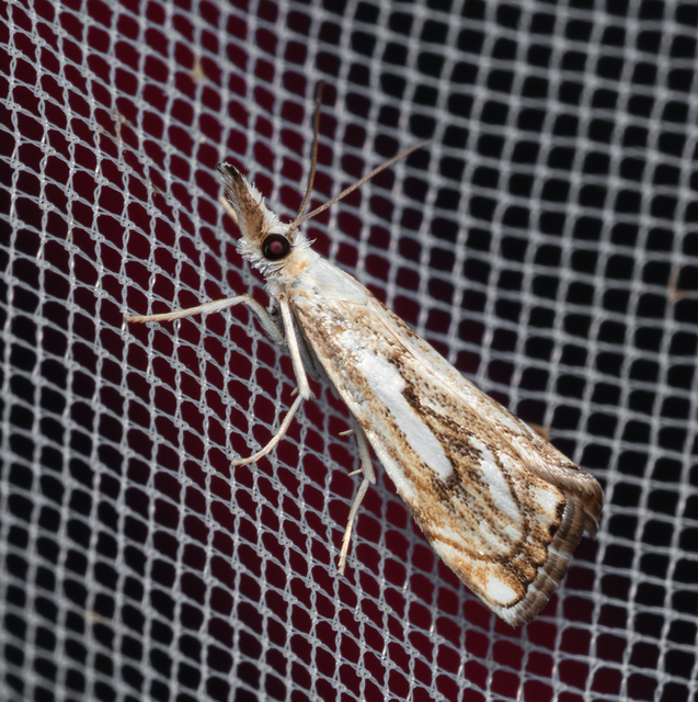 Catoptria falsella - hálós fűgyökérmoly