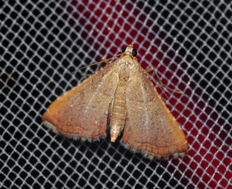 Endotricha flammealis - tüzesszárnyú fényilonca