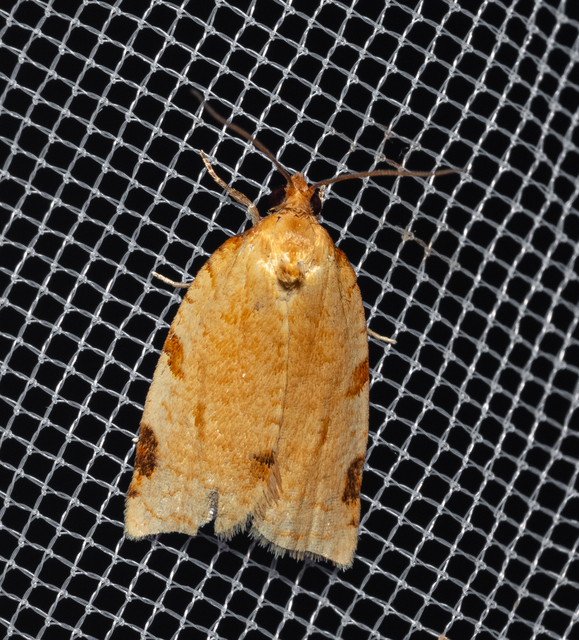Tortricinae