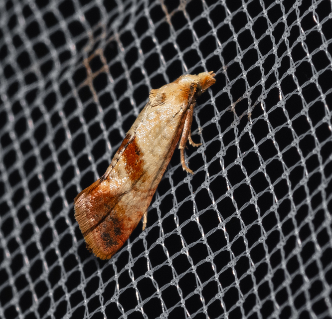 Tortricidae - sodrómolyfélék