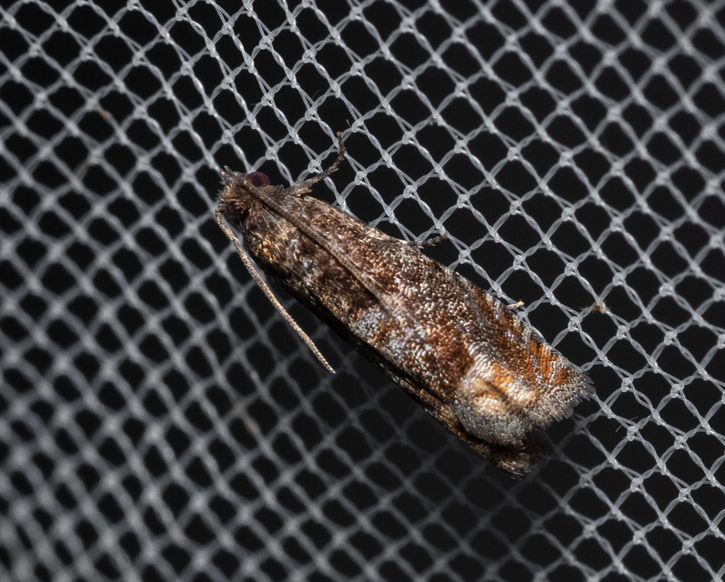 Olethreutinae