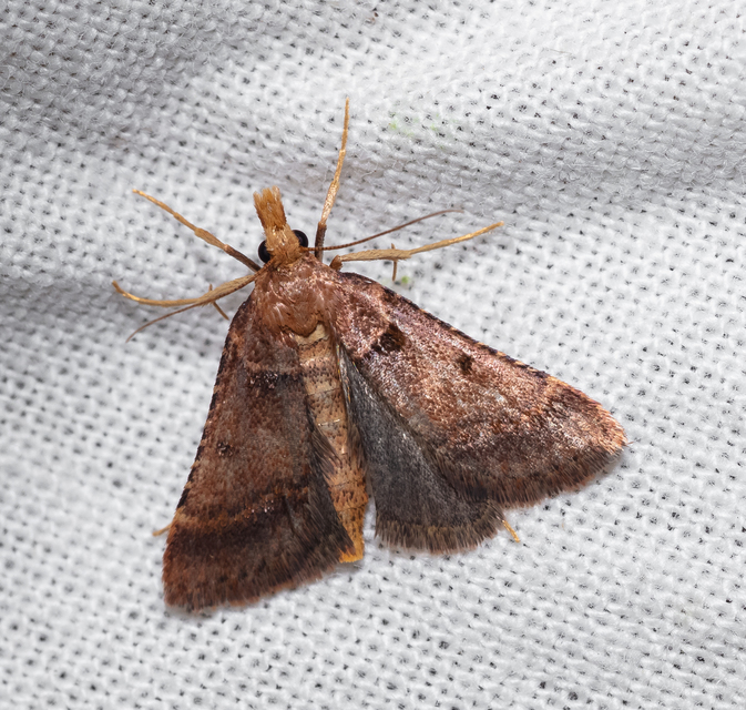 Stemmatophora brunnealis - barna fényilonca