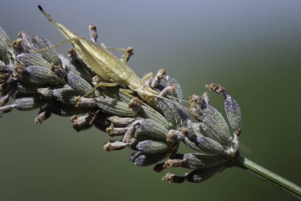 Oecanthus pellucens - pirregőtücsök
