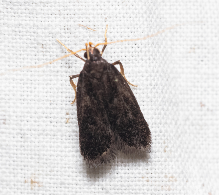 Lecithoceridae - hindumolyfélék